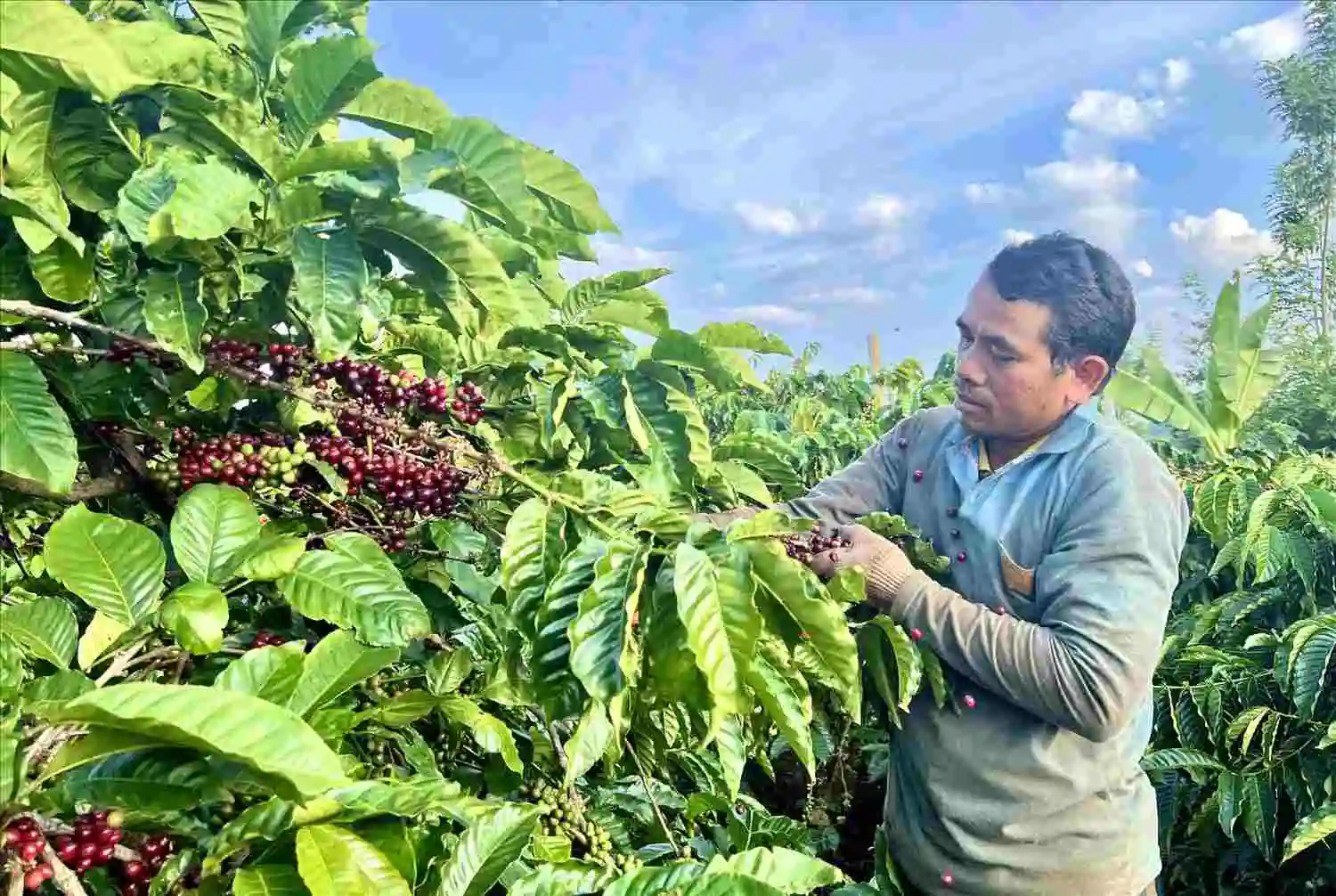 Vùng nguyên liệu chuẩn, động lực nông nghiệp bền vững 2030