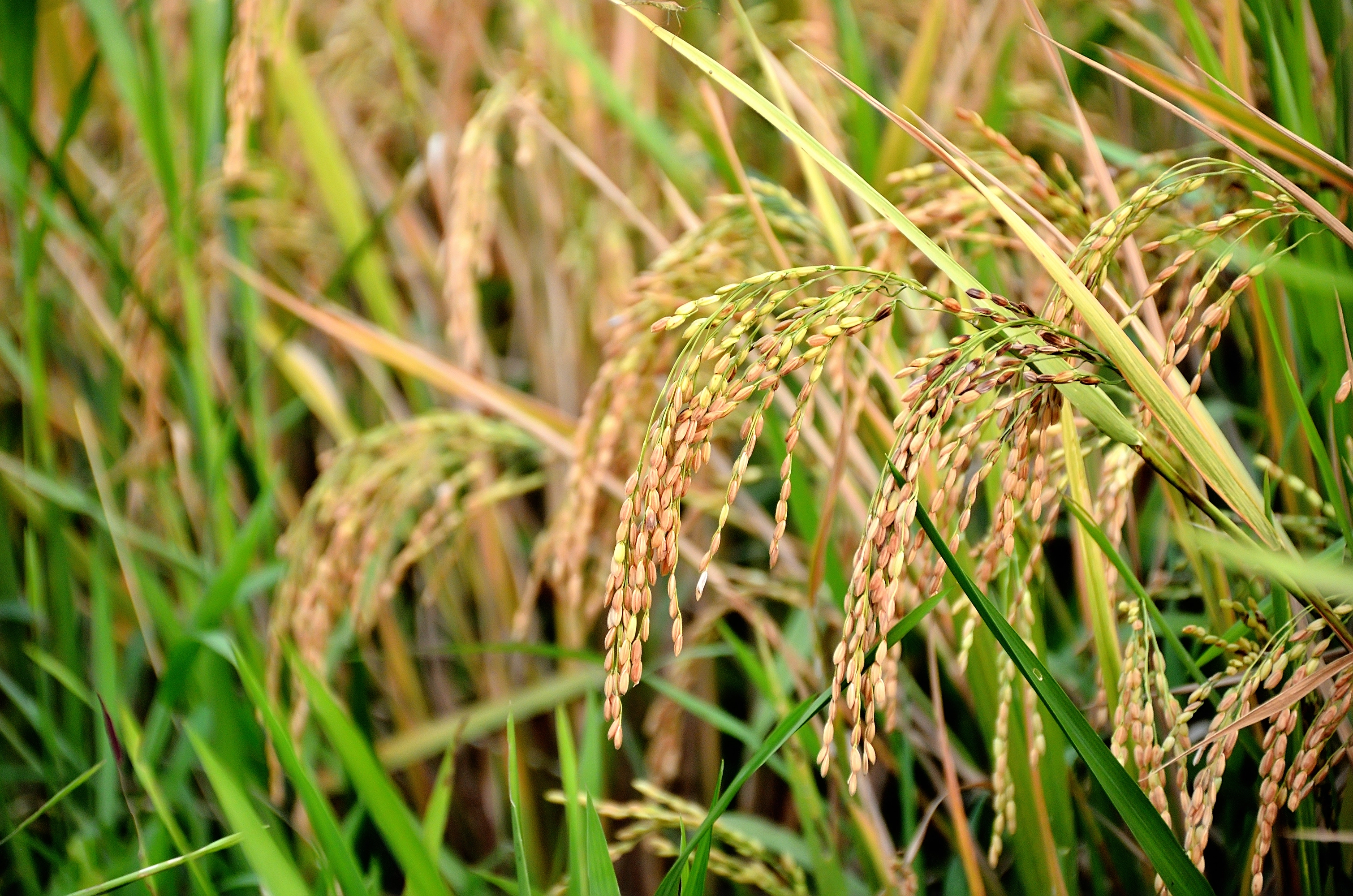 Giá lúa gạo ngày 10/5/2025 biến động nhẹ tại nhiều địa phương