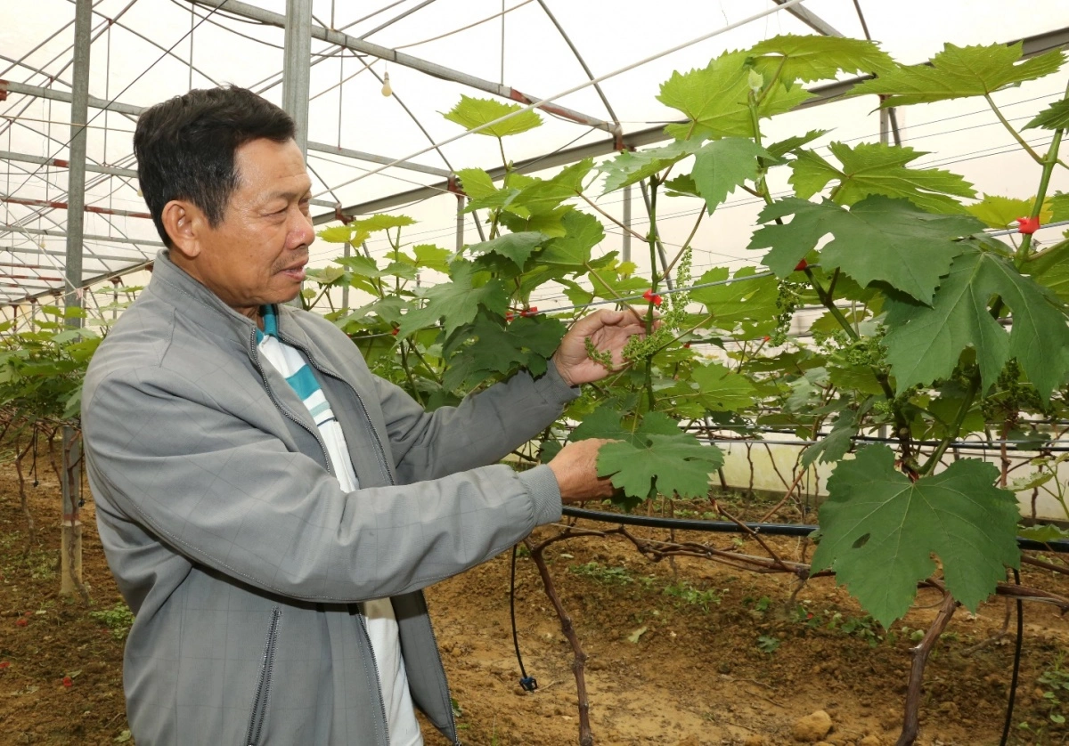 Ông Lê Văn Bình - Giám đốc HTX Nga Hải truyền cảm hứng cho hàng trăm hộ dân khác trong vùng vươn lên làm giàu nhờ vốn ngân hàng