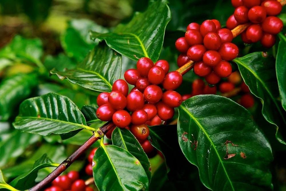 Giá cà phê 7/5: Đồng bào dân tộc vươn lên nhờ “hạt vàng”