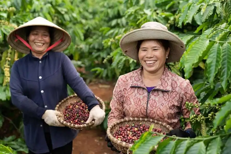 NESCAFÉ Plan đã hỗ trợ người nông dân chuyển dịch canh tác theo hướng nông nghiệp tái sinh, cải tiến kỹ thuật và góp phần phát triển bền vững cho ngành cà phê Việt Nam