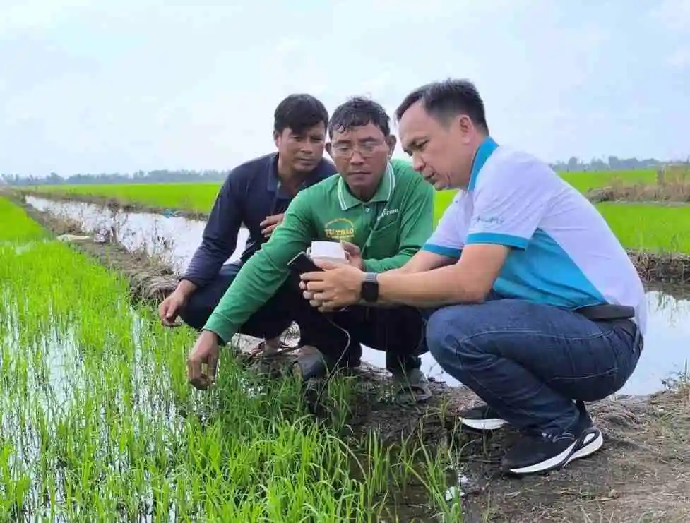 Chuyên gia nông học của Phú Mỹ hướng dẫn người nông dân đo nồng độ dinh dưỡng đất trên ruộng lúa