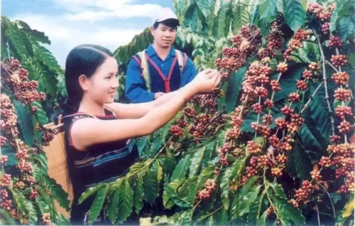 Để đáp ứng EUDR và duy trì vị thế trên thị trường EU, ngành cà phê Việt Nam cần một sự chuyển đổi đồng bộ từ nông hộ, doanh nghiệp đến chính quyền địa phương. 