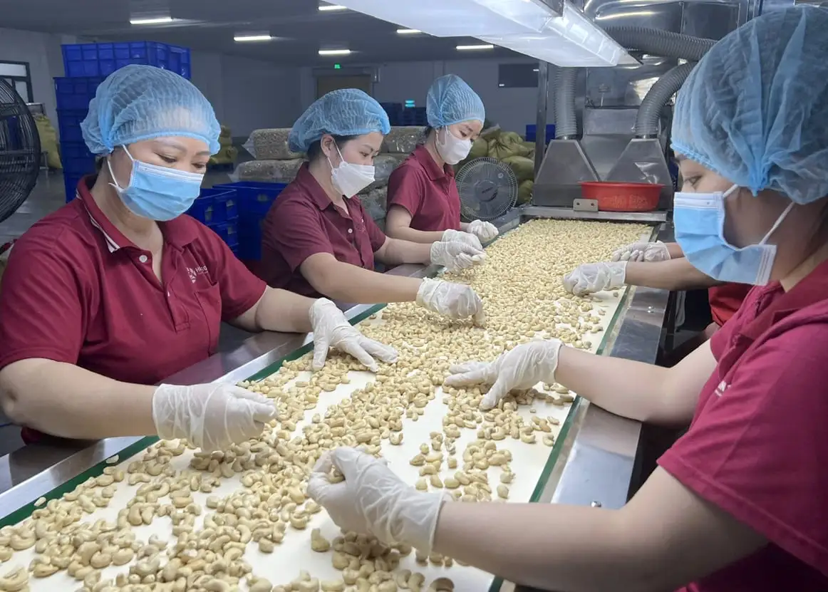 Hoa Kỳ nhập khẩu hạt điều cao cấp tăng mạnh, giá đạt đỉnh 3 năm