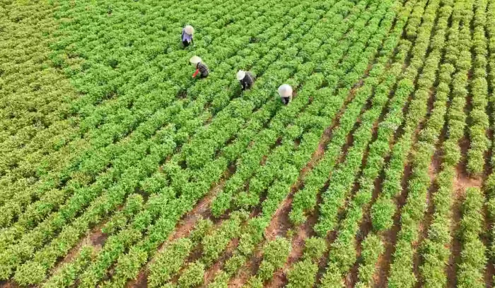 AIG liên kết với nông dân địa phương phát triển vùng nguyên liệu bền vững