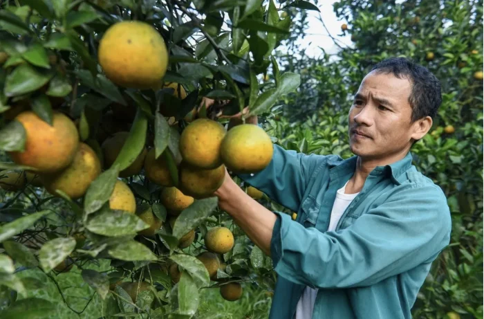 Cú hích tái canh: Cam Cao Phong tìm lại thời hoàng kim trên nền đất cũ