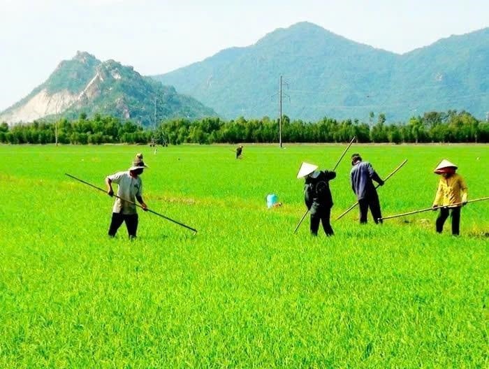 Phát triển vùng canh tác bền vững: Phúc An Nông và vai trò của doanh nghiệp hạt giống trong chuỗi giá trị nông nghiệp hiện đại