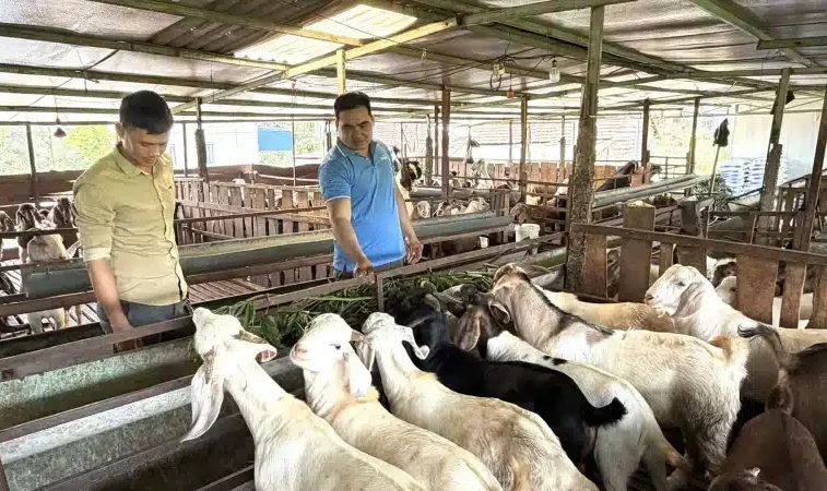 Nuôi gà ở Cuba, một nông dân chiến thắng “giặc cỏ” marabú, biến thành trang trại kiểu mẫu, được cả thành phố tự hào
