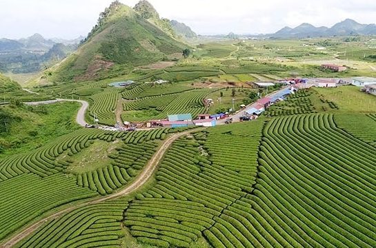 Sơn La: Tạo đà bứt phá cho chuỗi giá trị cà phê, xoài, mận từ tư duy kinh doanh thị trường