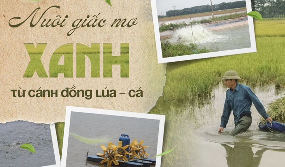 Nuôi giấc mơ “xanh” từ cánh đồng lúa – cá
